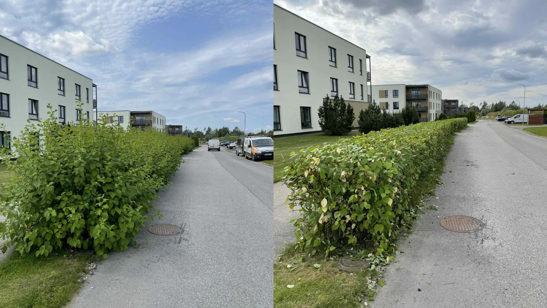 Kontpuu heki pügamine