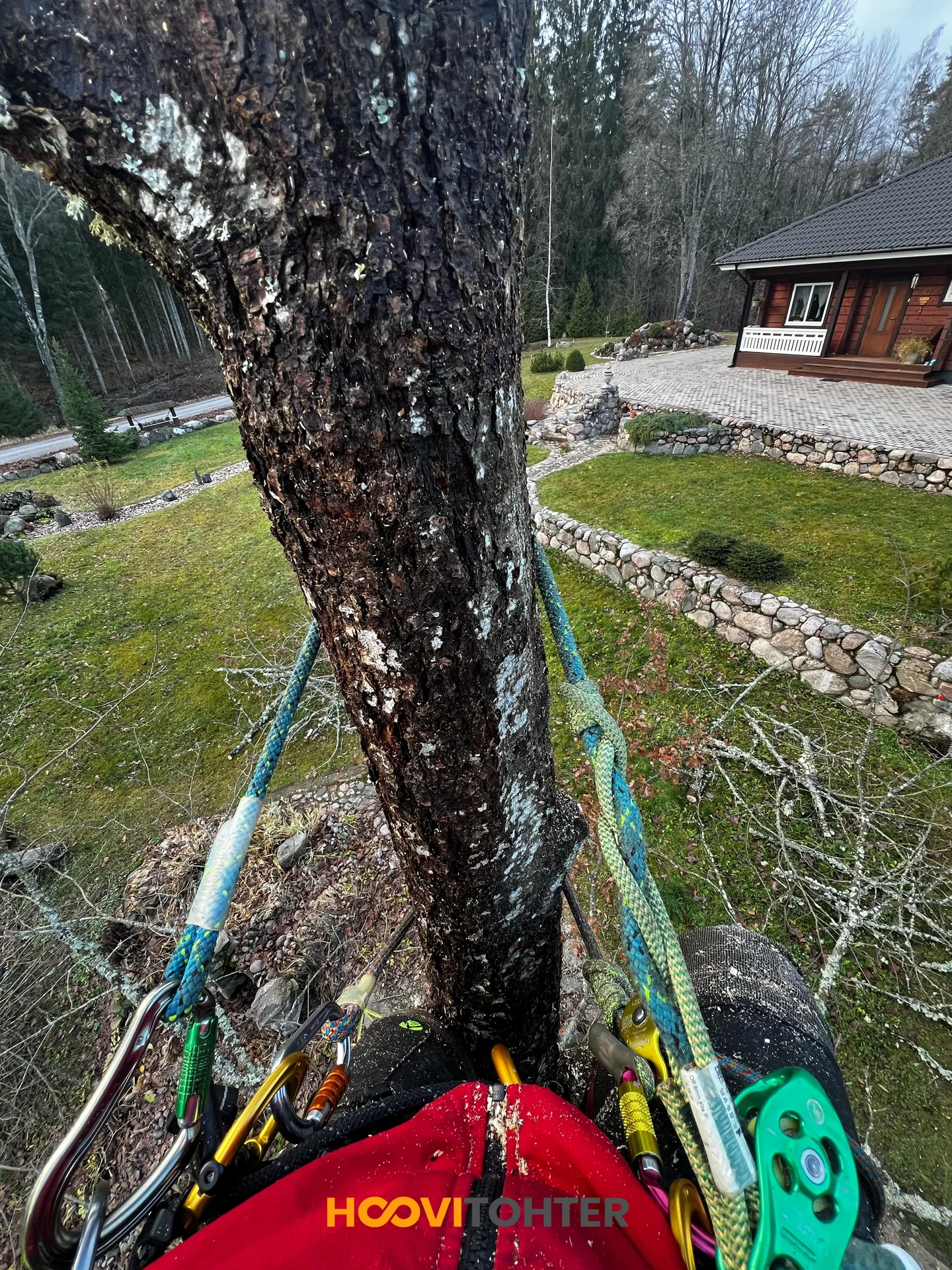 Hariliku tamme kuivanud okste eemaldamine