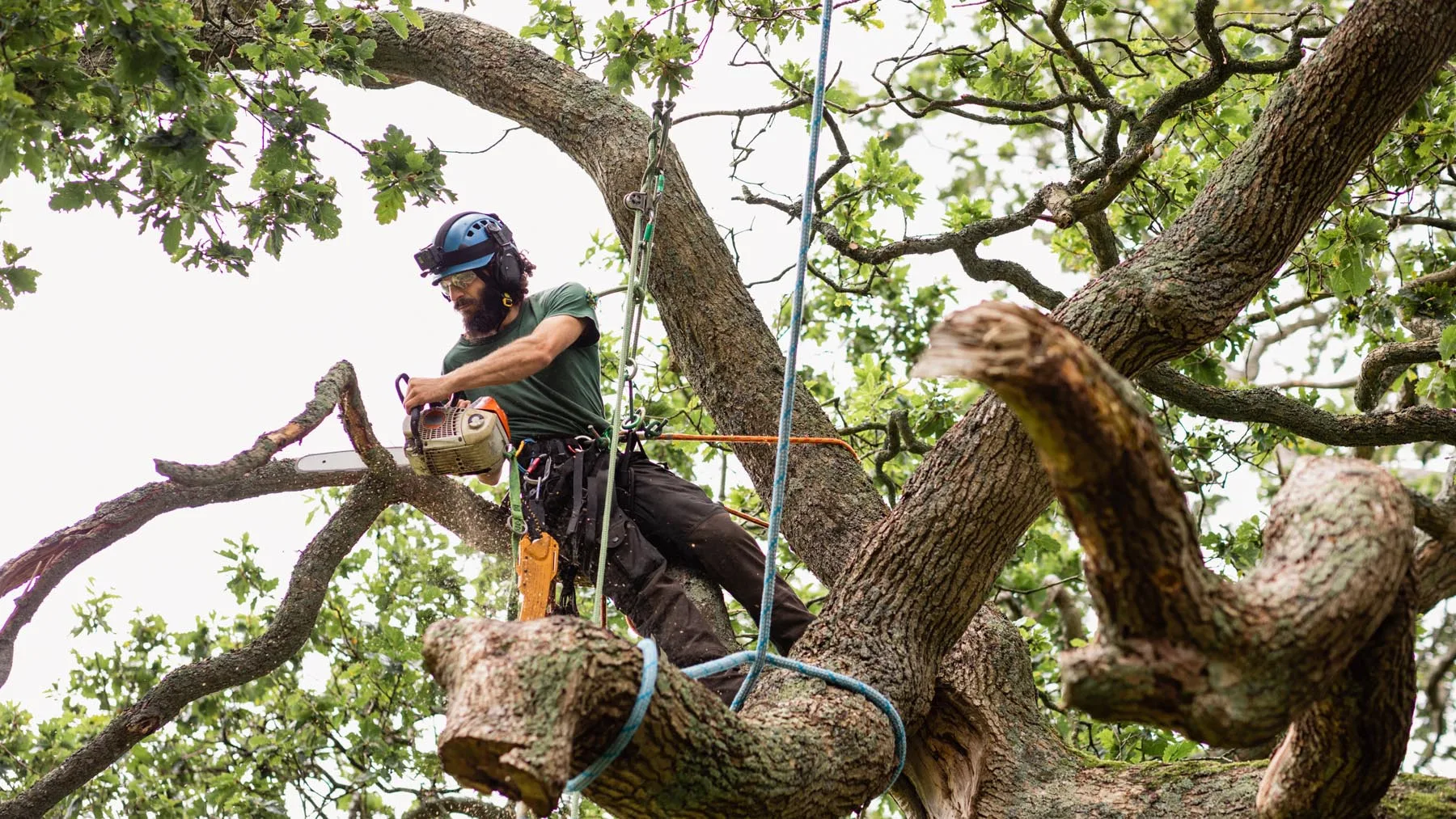 Hariliku tamme kuivanud okste eemaldamine